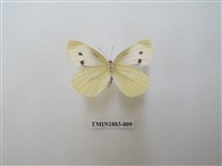 藏品(白粉蝶)的圖片